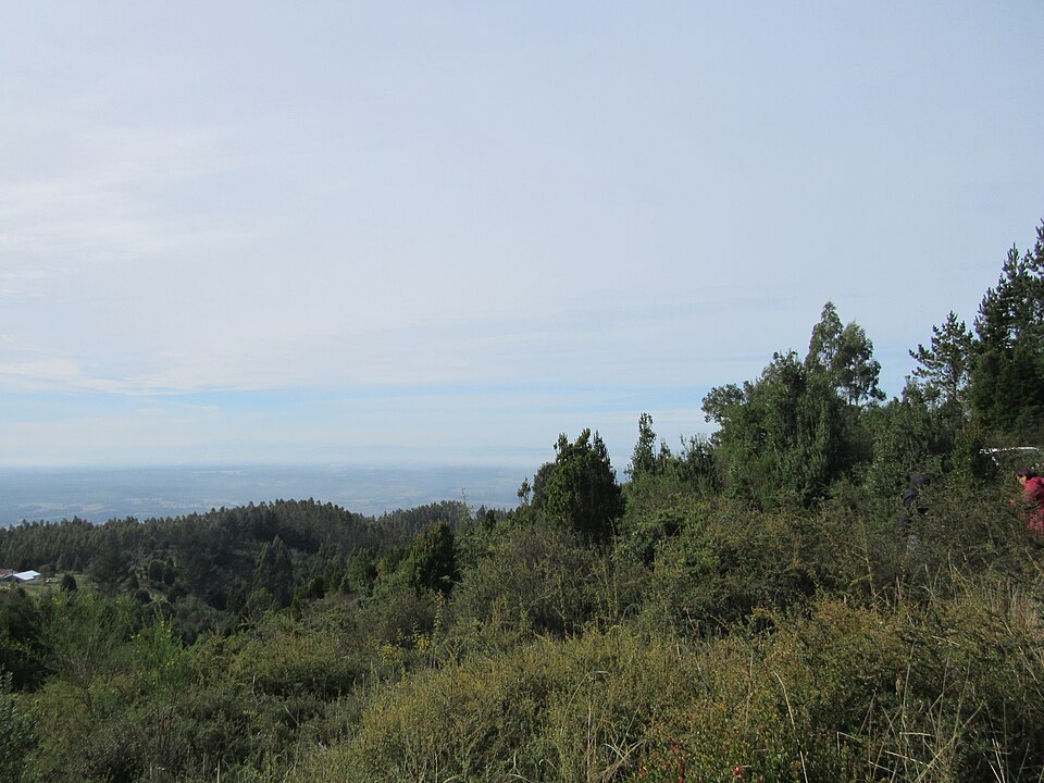 Bosque valdiviano